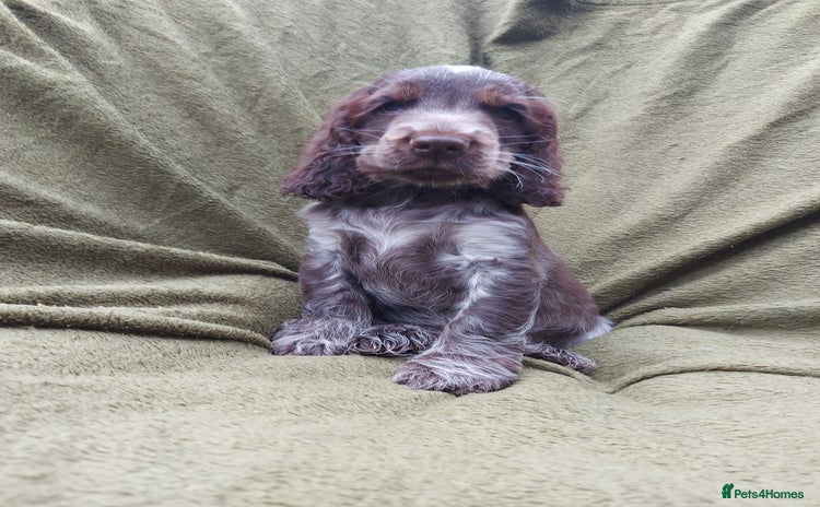 Cocker Spaniel dogs - Advert 8