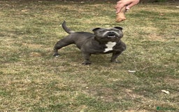 Staffordshire Bull Terrier dogs for sale: Staffordshire Bull terrier  in Birmingham - Image 6