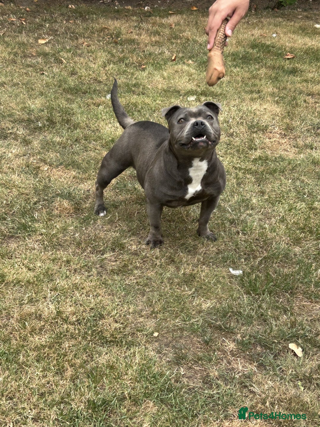 Staffordshire Bull Terrier dogs for sale: Staffordshire Bull terrier  in Birmingham - Image 6