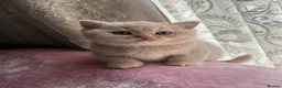 British Shorthair cats for sale: 🐾 Beautiful British Shorthair Kittens 🐾 - Advert 14