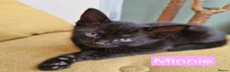 Mixed Breed cats for sale: Russian Blue & Bengal Cross kittens - Advert 5