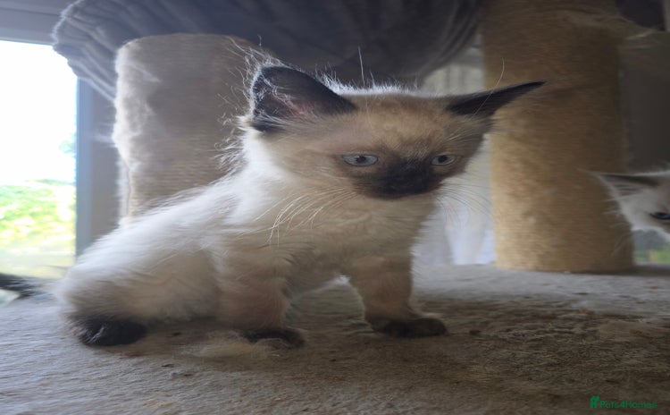 Ragdoll cats - Advert 11
