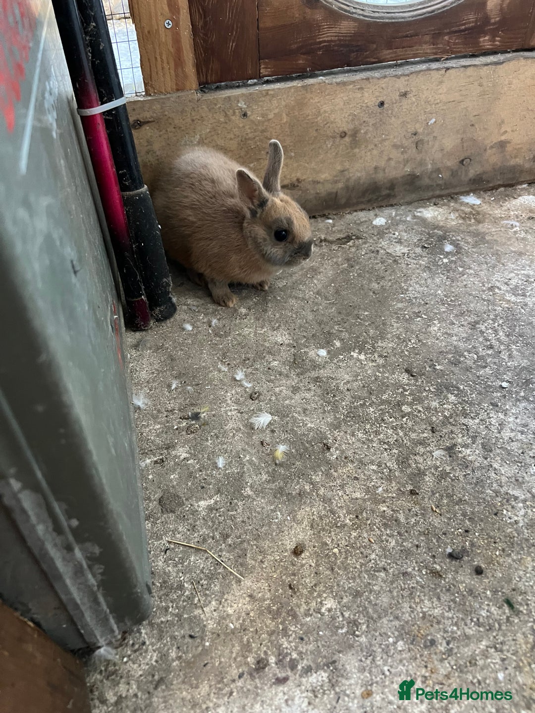 Netherland Dwarf rabbits for sale: Netherland dwarf bunny - Image 2