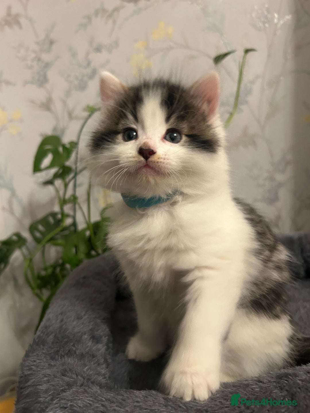 British Longhair cats for sale: Gorgeous Friendly Kittens - Advert 16