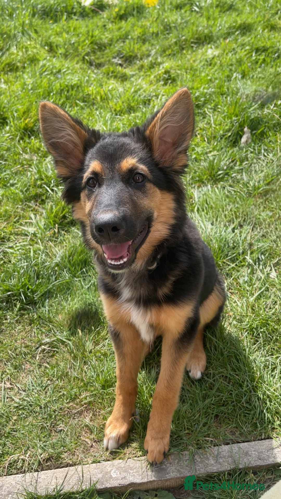 Mixed Breed dogs for sale: 1 yr old male German shepherd cross border collie  in Warrington - Advert 2