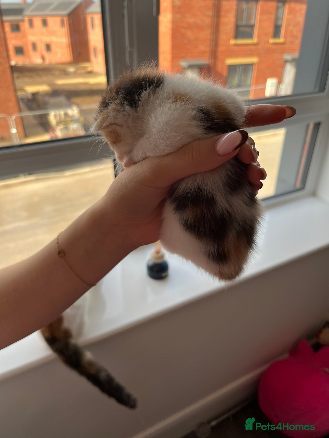 Turkish Van cats for sale: Beautiful Turkish van kittens  - Image 7