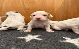 Pointer dogs for sale: French Pointer - Braque du Bourbonnais 🇫🇷  - Image 14