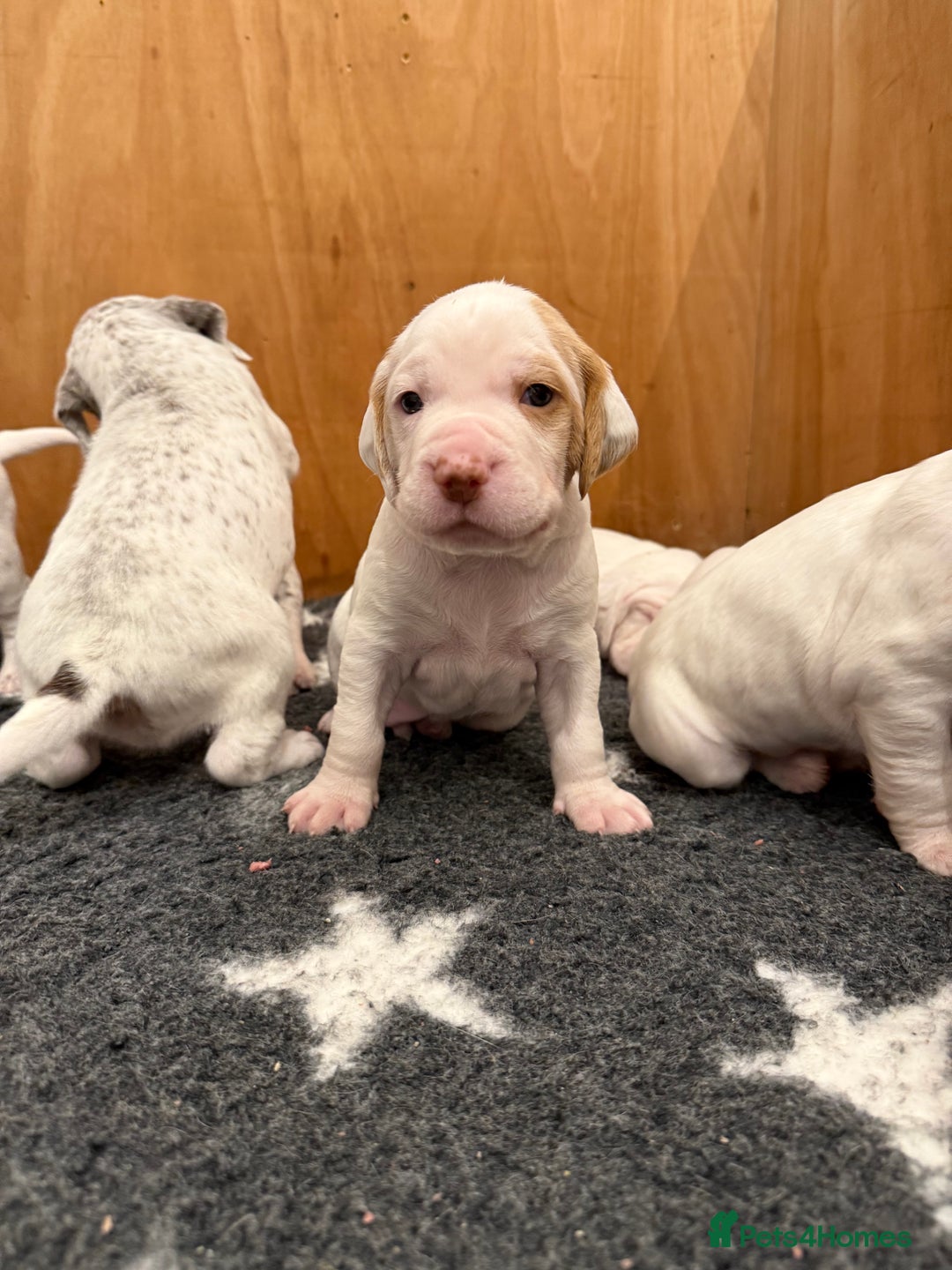 Pointer dogs for sale: French Pointer - Braque du Bourbonnais 🇫🇷  - Image 14
