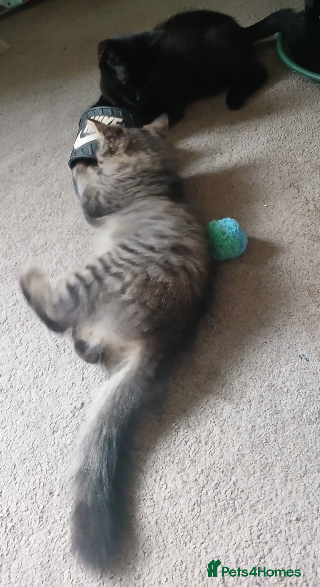 Mixed Breed cats for sale:  Kittens need new homes!! 🤗🤗 - Image 2