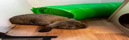 Mini Lop rabbits for sale: Mini lop (plush carriers) - Advert 7