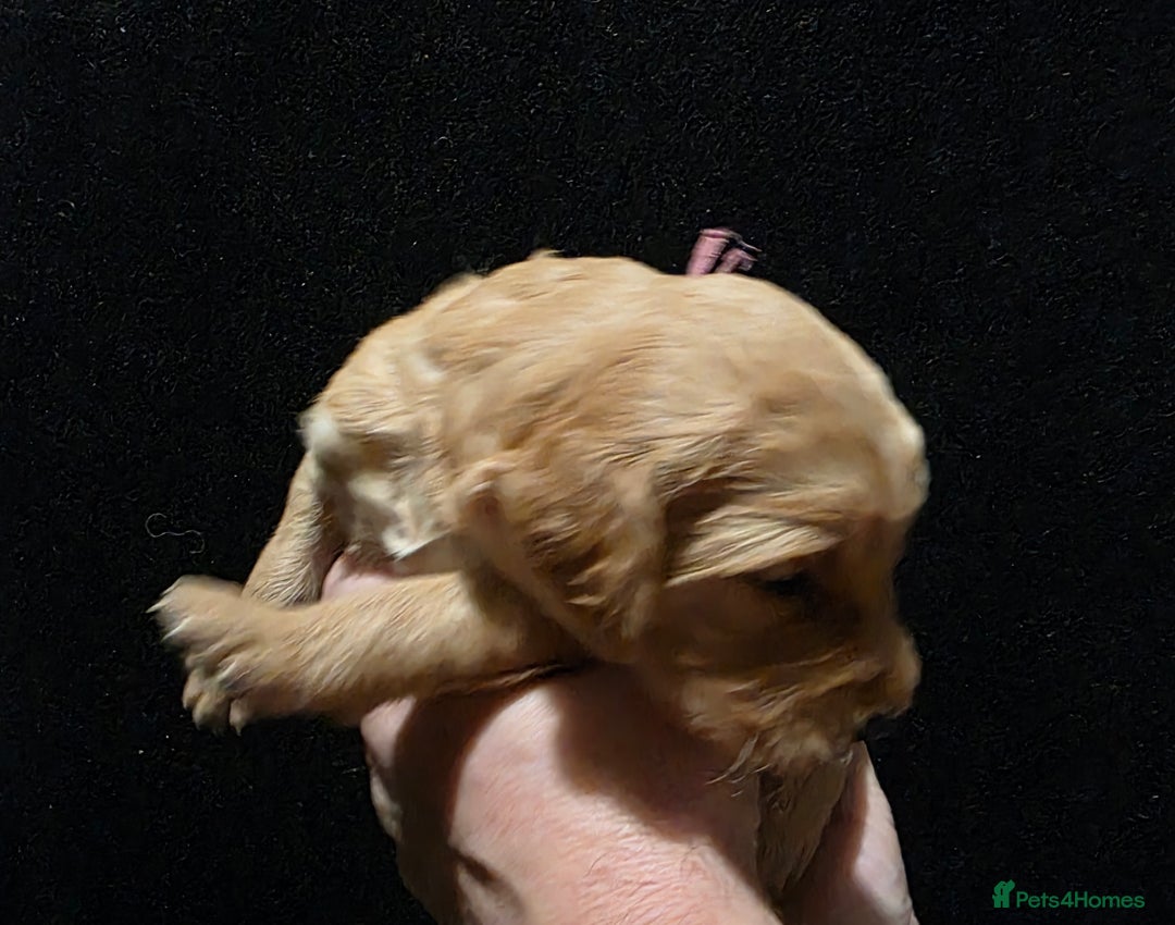 Goldendoodle dogs for sale: Fully Health Tested F1 Goldendoodles - Advert 5