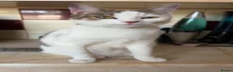 Mixed Breed cats for sale: Clipper in Leicester - Advert 4
