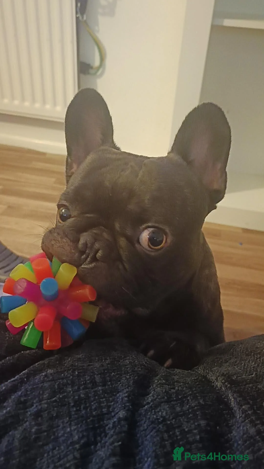 French Bulldog dogs for sale: French Bulldogs Need a Knowledgeable Home - Advert 4