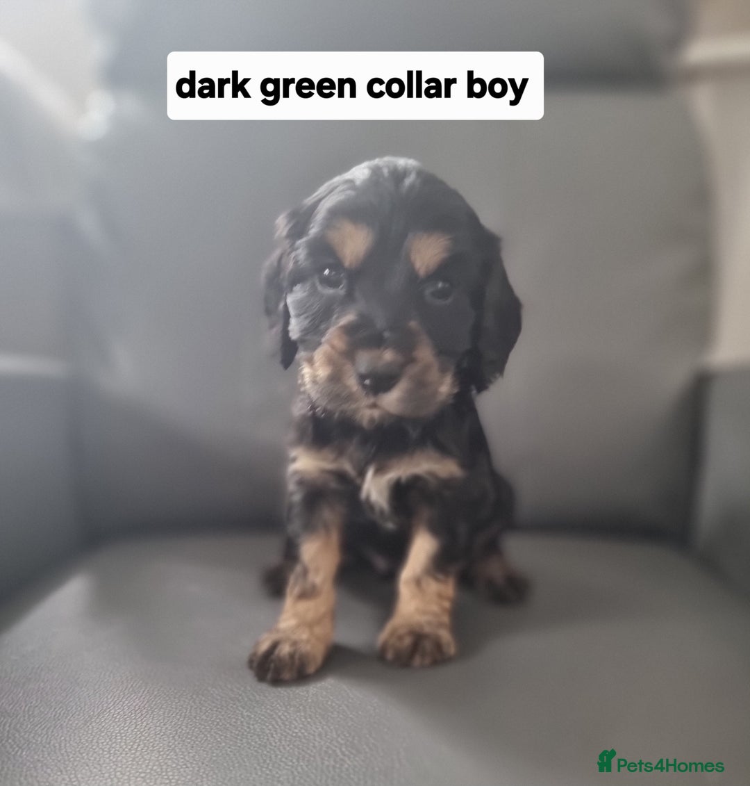 Cocker Spaniel dogs for sale: Show type x working cocker spaniel pups  - Image 7