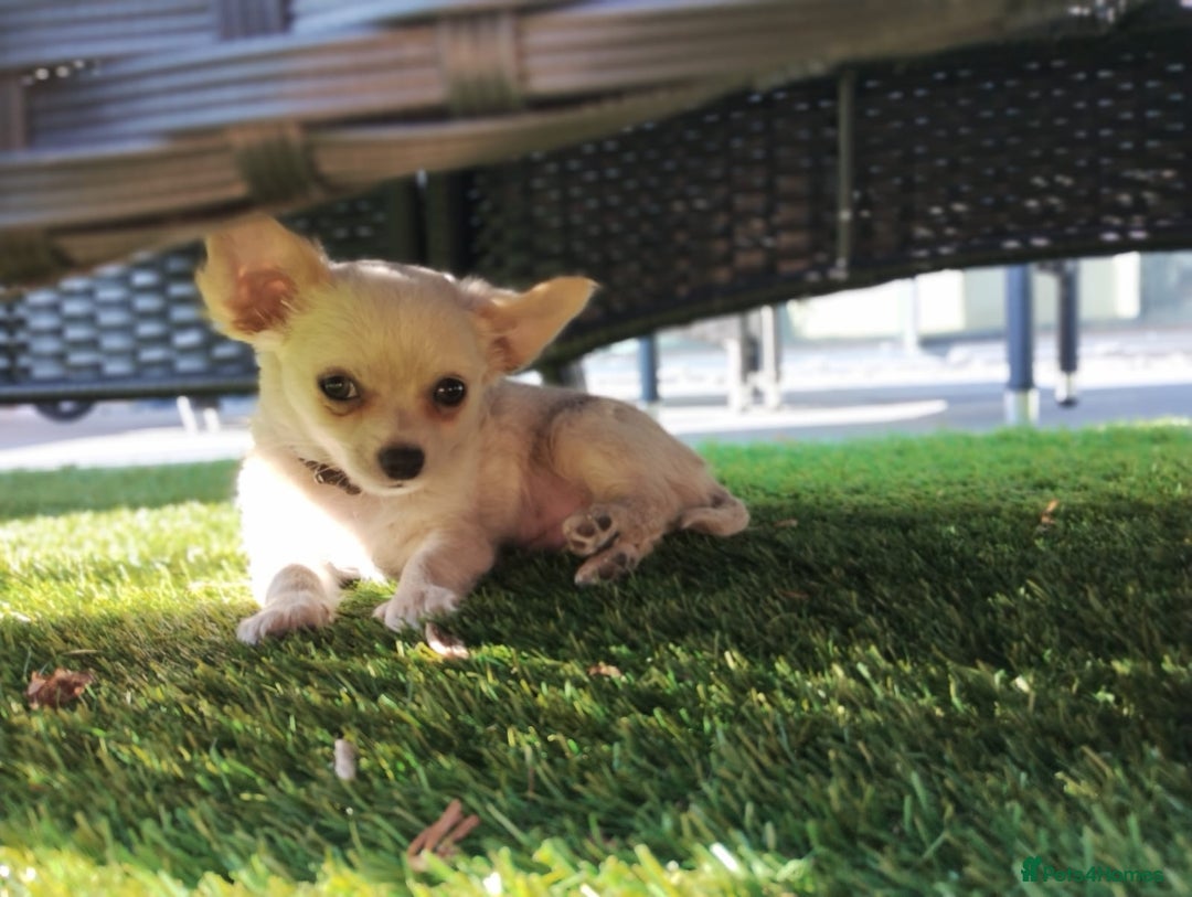 Chihuahua dogs for sale: 🐾Adorable Chihuahua Puppies Need 4ever Homes🐾 - Image 15