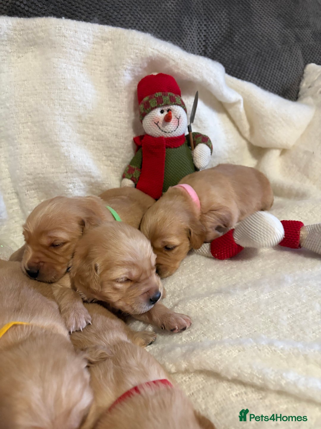 Golden Retriever dogs for sale: Sold sold sold sold sold  - Advert 25