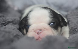 French Bulldog dogs for sale: Stunning French bulldog puppies  - Advert 10