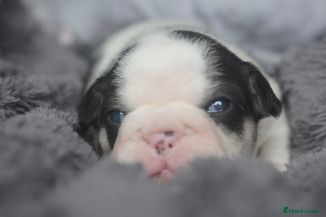 French Bulldog dogs for sale: Stunning French bulldog puppies  - Advert 10