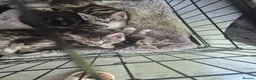 Mixed Breed cats for sale: Mixed bengal - Advert 5
