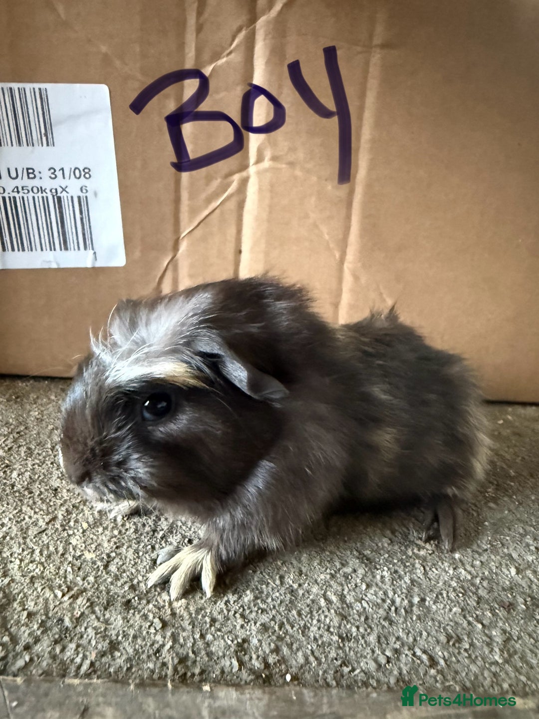 Guinea Pig rodents for sale: Make Guinea pigs  - Image 2