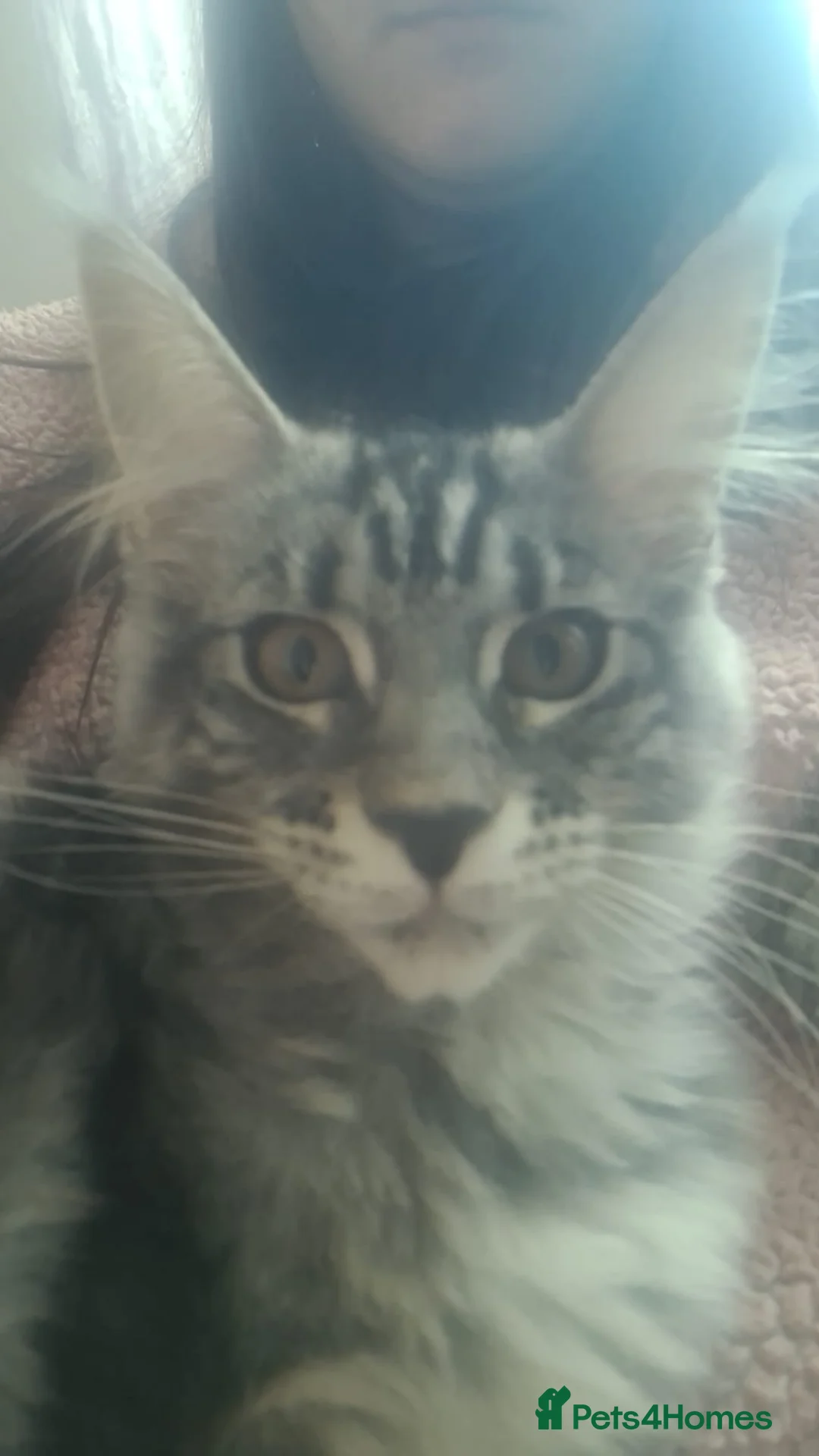 Maine Coon cats for sale: Ready to go maine coon kittens  - Advert 2