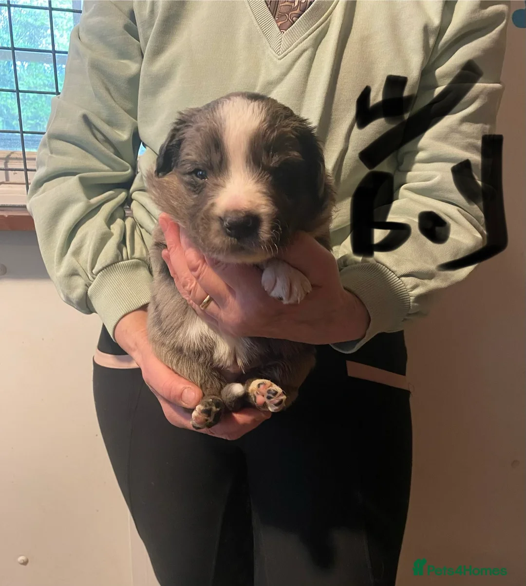 Border Collie dogs for sale: border collie puppies - Advert 5