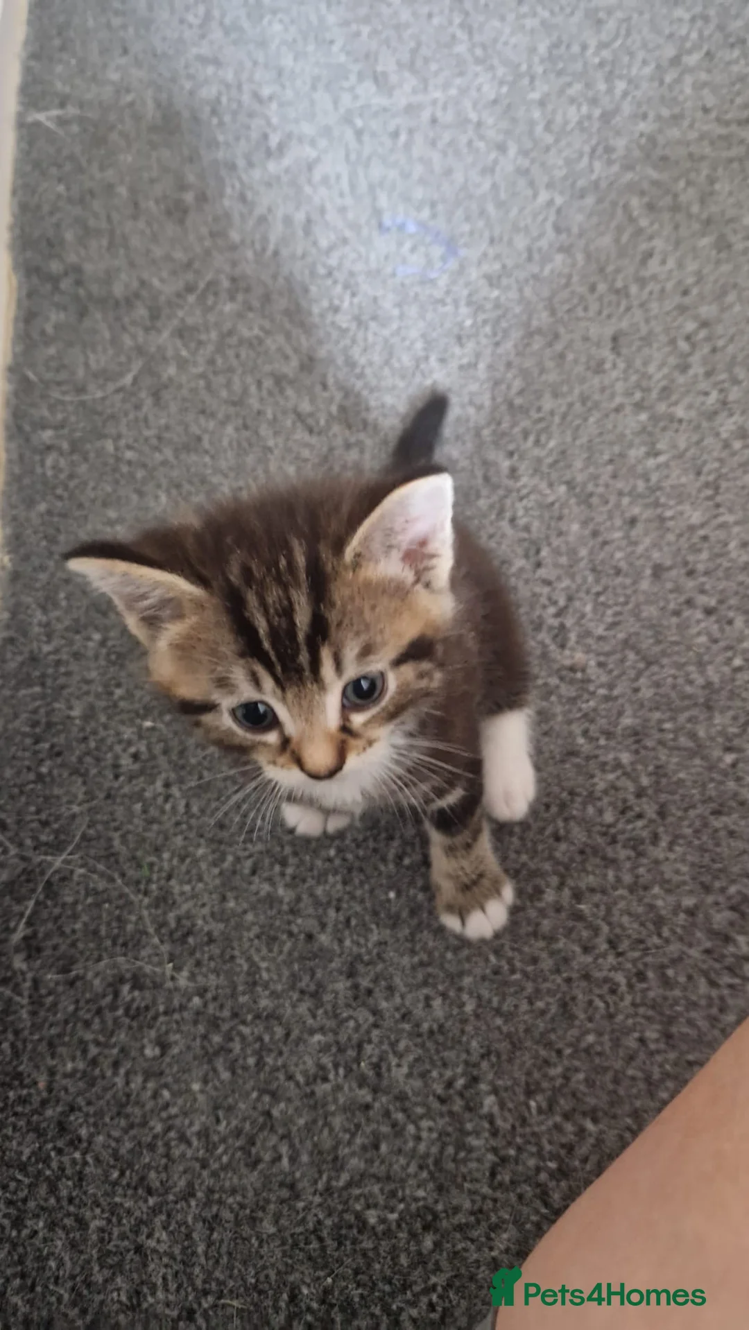 Mixed Breed cats for sale: Tabby kittens  - Advert 1