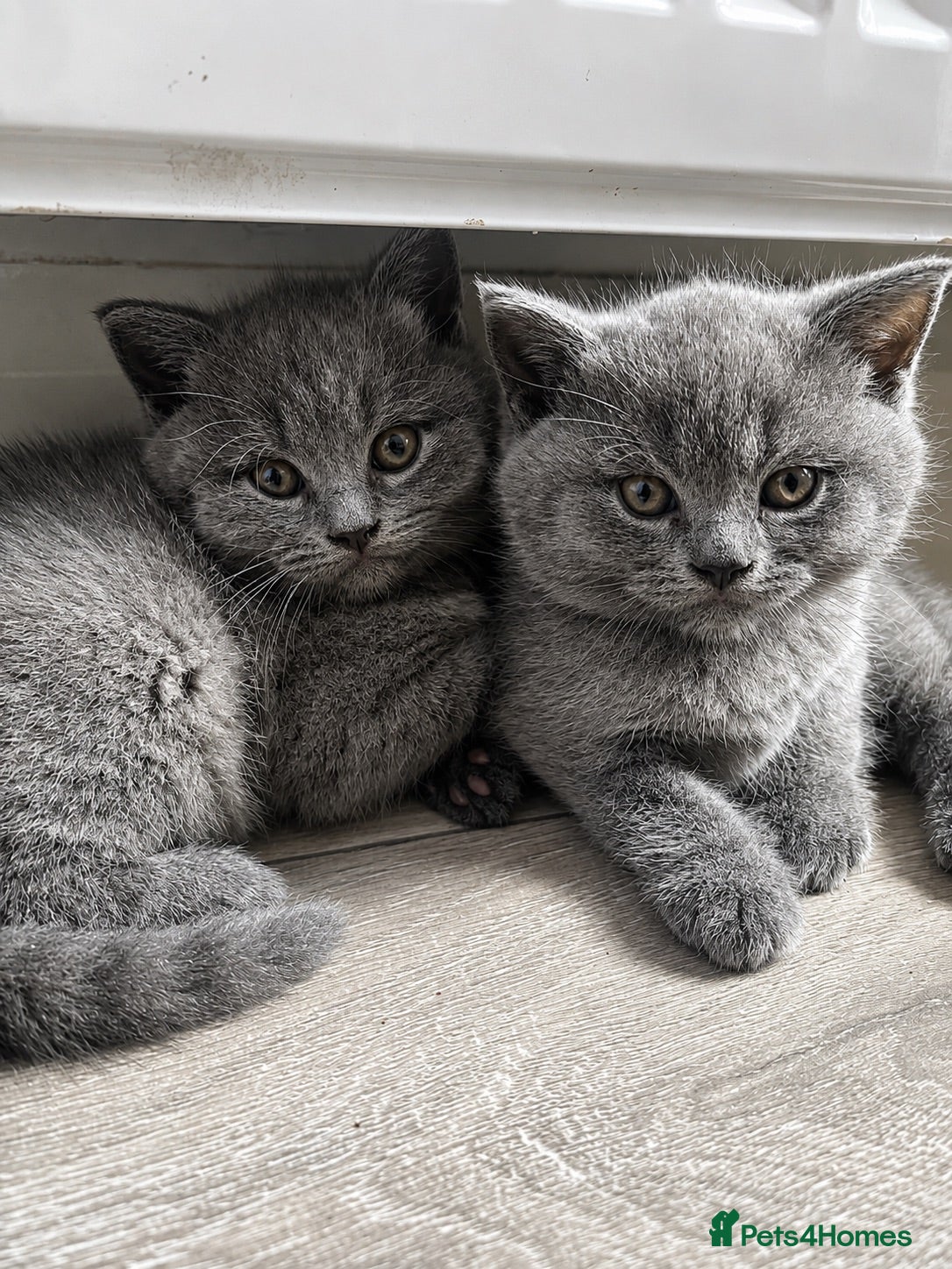 British Shorthair cats Adorable British Shorthair Kittens   - Advert 1