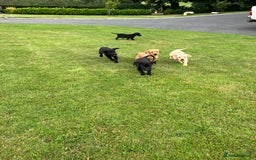 Labrador Retriever dogs for sale: Labrador pups - Image 7