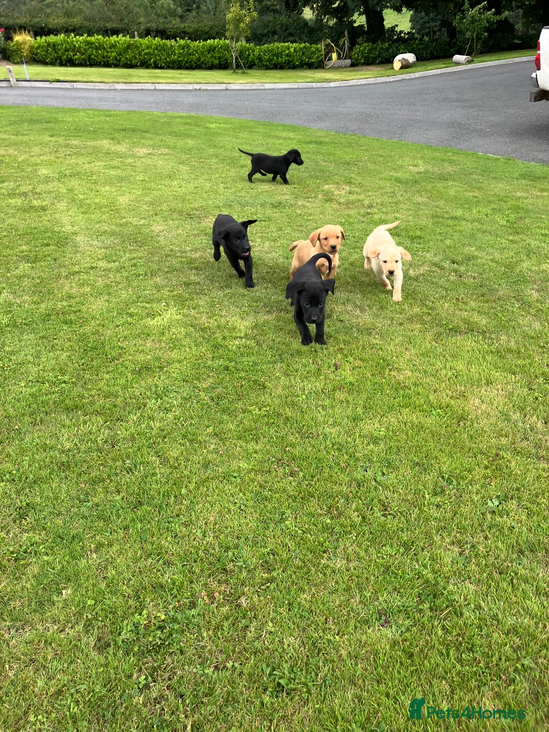 Labrador Retriever dogs for sale: Labrador pups - Image 7