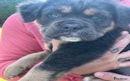 Dorset Olde Tyme Bulldogge dogs for stud: Proven LH fluffy carrier in Portsmouth - Image 8