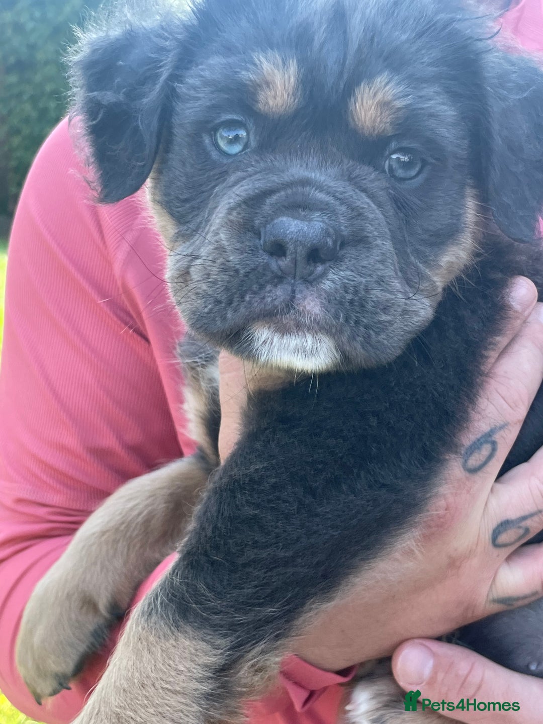 Dorset Olde Tyme Bulldogge dogs for stud: Proven LH fluffy carrier in Portsmouth - Image 8