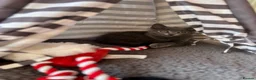 Mixed Breed cats for sale: Beautiful gray female kitten - Advert 12