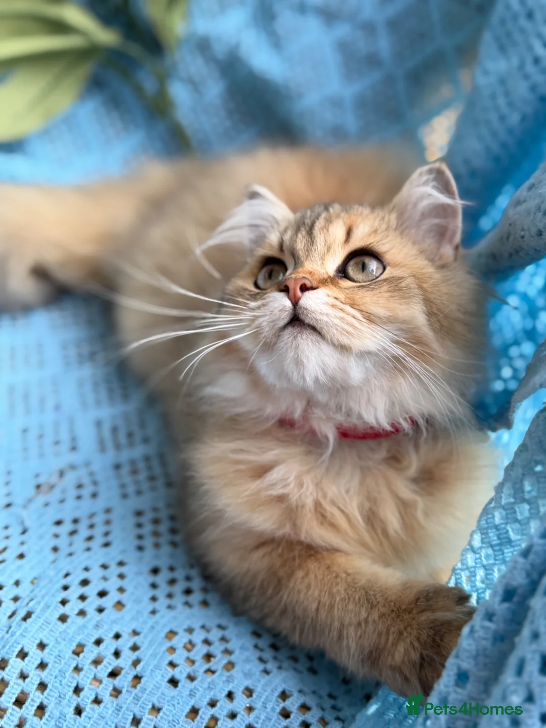 British Longhair cats for sale: British Longhair adorable golden kitten TICA - Advert 2