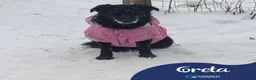 Mixed Breed dogs for adoption: Meet Greta, currently residing in Morayshire  in Elgin - Advert 1