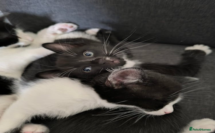 Domestic Shorthair cats - Advert 1