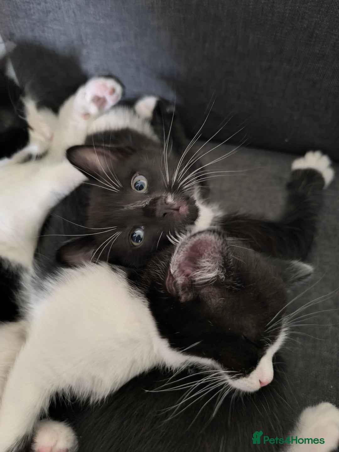 Domestic Shorthair cats for sale: Kittens ready now  - Image 1