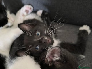 Domestic Shorthair cats - Advert 21