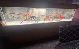 Discus fish for sale: 5 foot solid oak Fish Tank with Sump - Advert 9