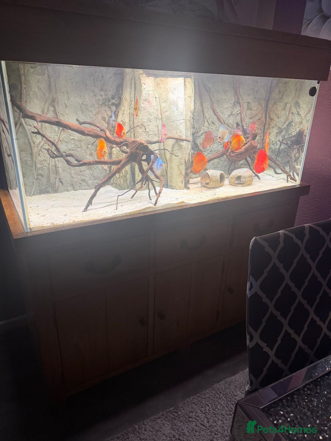 Discus fish for sale: 5 foot solid oak Fish Tank with Sump - Advert 9