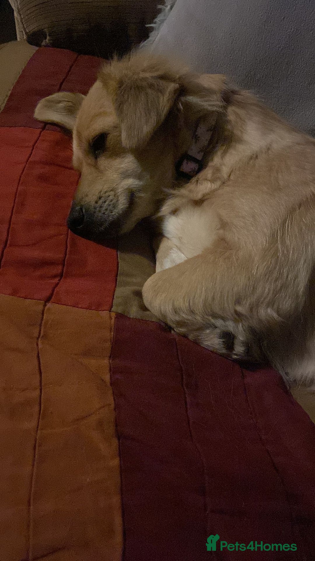 Mixed Breed dogs for adoption: Aurora  - Advert 6