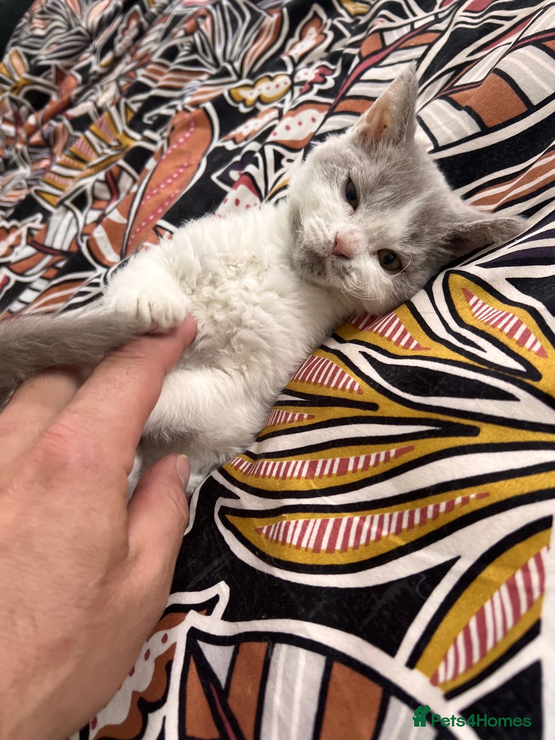 Selkirk Rex cats for sale: Gorgeous Selkirk Rex kittens - Image 40