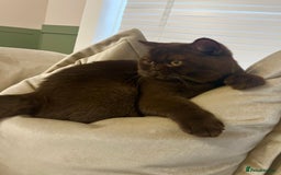 British Shorthair cats for stud: 🐻 Chocolate BSH stud service  not for sale  - Image 3