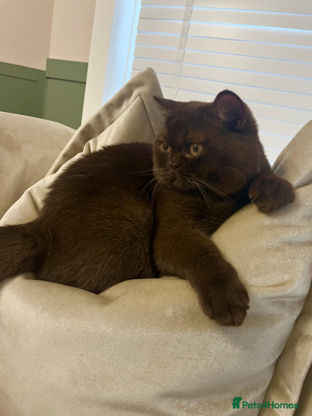 British Shorthair cats for stud: 🐻 Chocolate BSH stud service  not for sale  - Image 3
