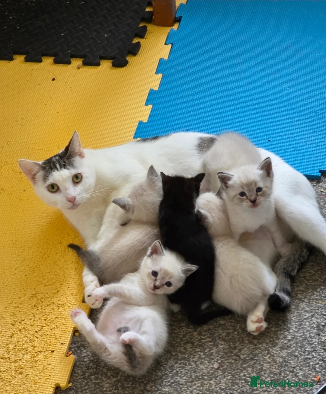 Ragdoll cats for sale: Ragdoll Cross Kittens  - Advert 17