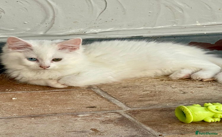 Khao Manee cats - Advert 1
