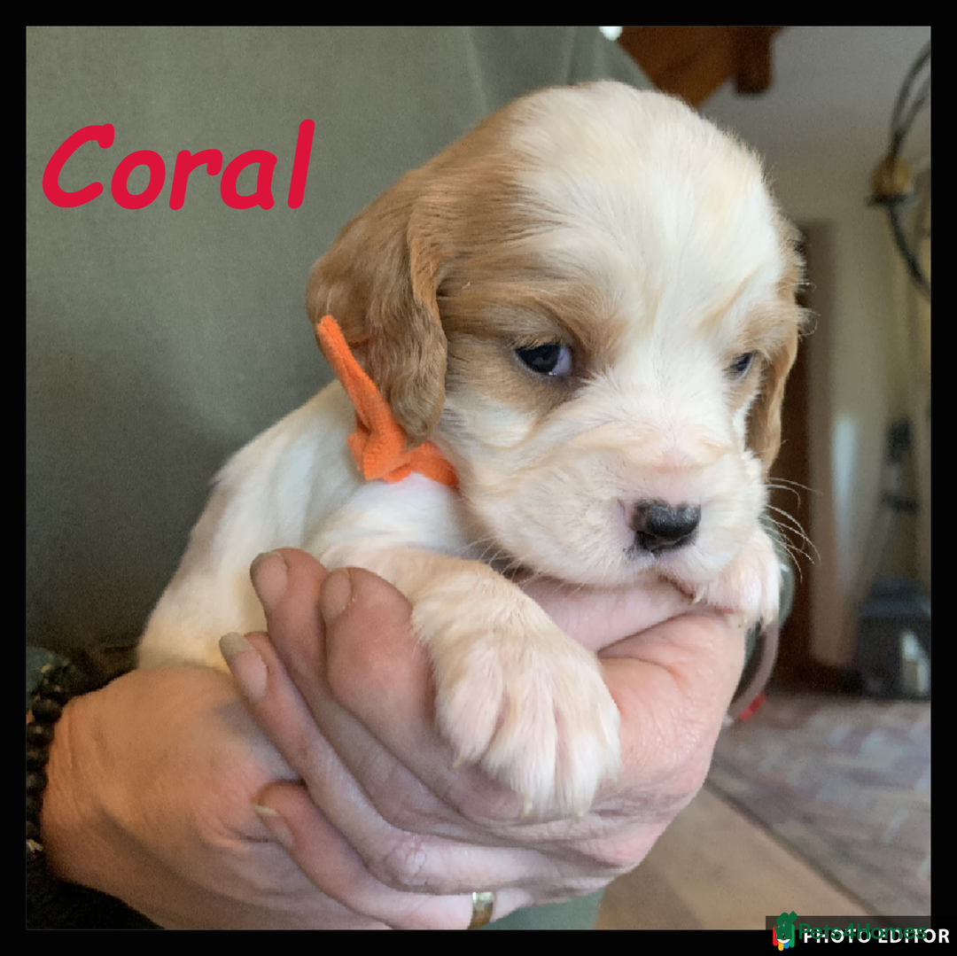 Cockalier dogs for sale: Beautiful Cockalier Pups – Loving Homes Await - Advert 7