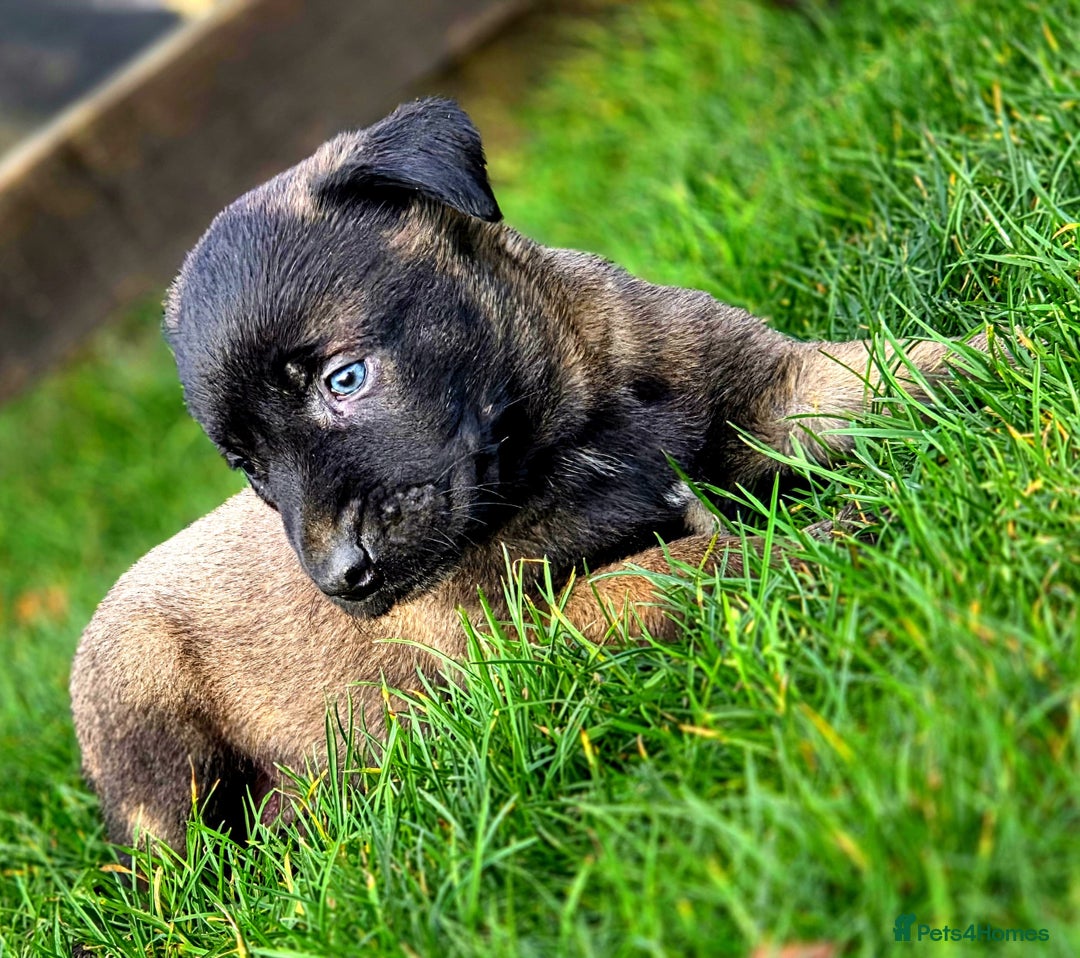 Belgian Shepherd Dog dogs for sale: Dutch Herder x Mali Pups 🔥 - Advert 20