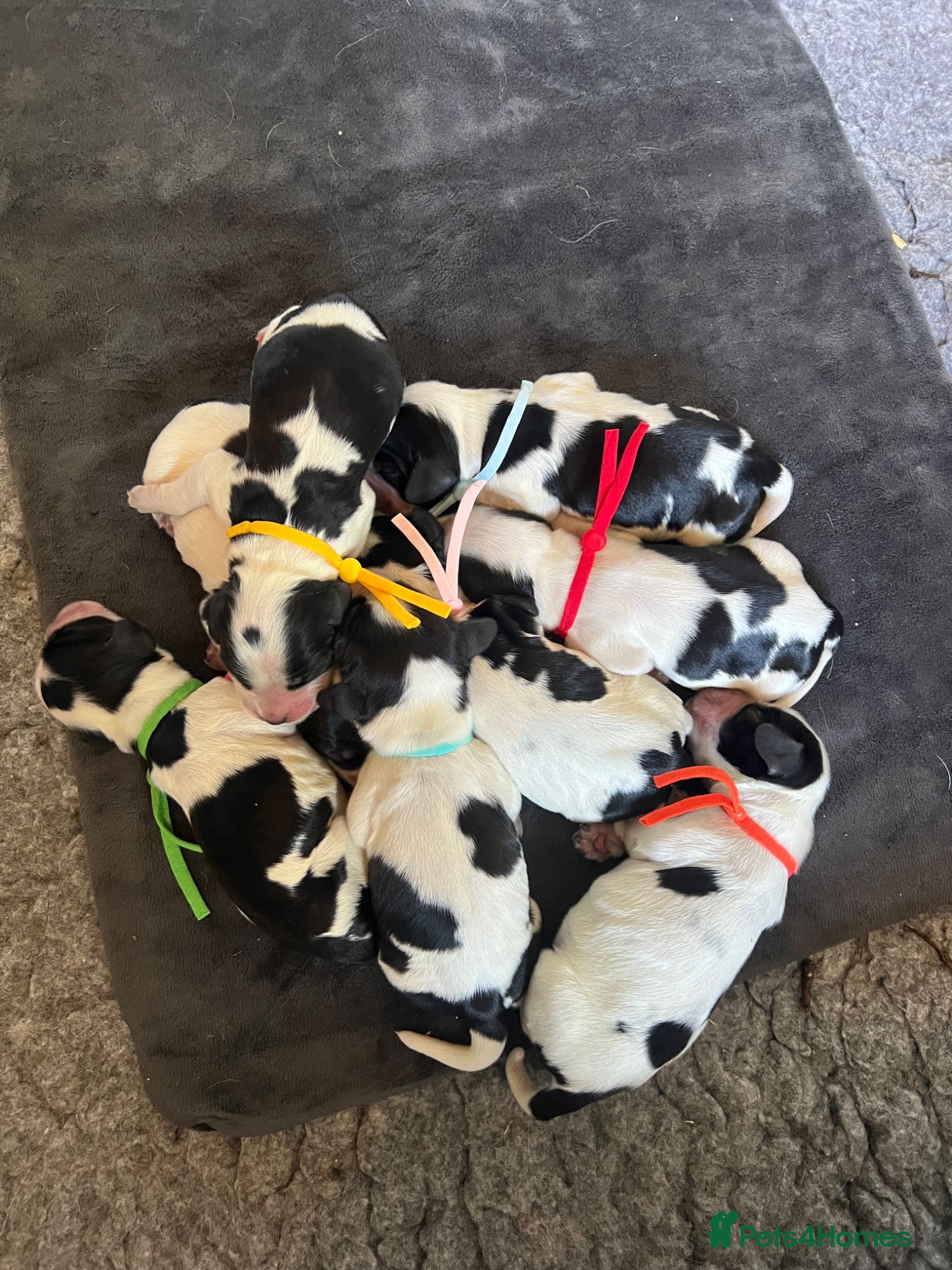 Cocker Spaniel dogs for sale: KC Registered Show Cocker Spaniel Puppies - Advert 1