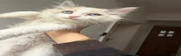 British Shorthair cats for sale: Stunning fluffy kittens ready for you loving home - Advert 2